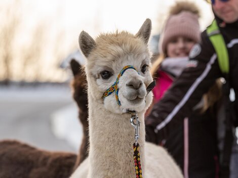 Alpaka