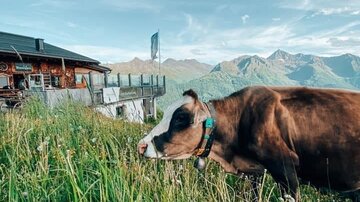 A cow rests peacefully on a blooming meadow. In the background, mountains and a traditional alpine house are visible.
