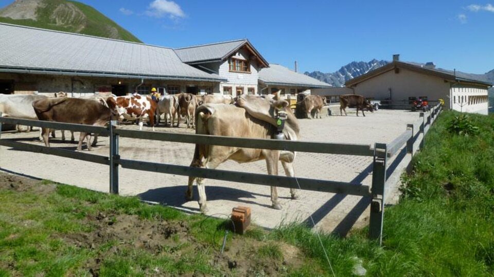 An idyll on the farm with cows standing outside. In the background, the mountains and a blue sky can be seen.