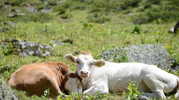 Two cows are lying relaxed on a meadow. Surrounded by green vegetation and rocks, they are enjoying the sun.