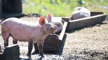 Three pigs are standing on a farm. One of the pigs is looking at the camera while the others are lying in the background.