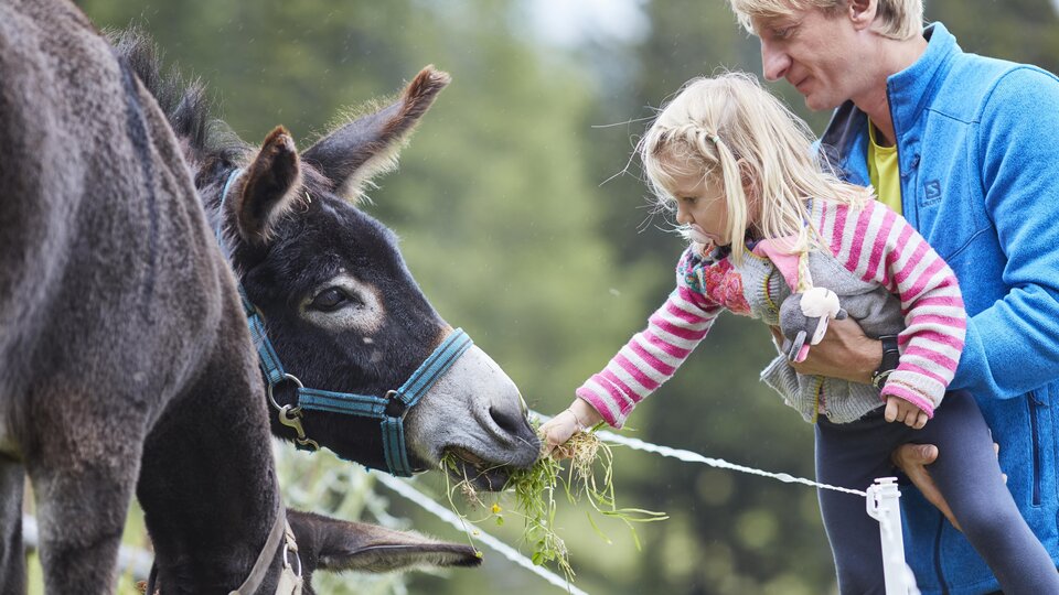 A man and a little girl are feeding a donkey with fresh grass. The setting is a friendly rural environment.
