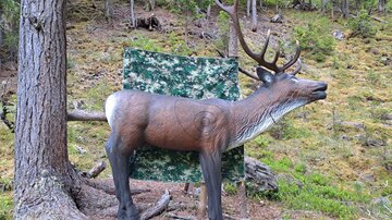 A life-sized model of a reindeer stands in front of a camouflage-colored background in a forest. The surroundings are green and natural.
