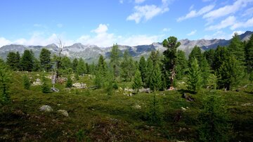 A green forest with tall trees and mountains in the background. The sky is clear and blue with some clouds.