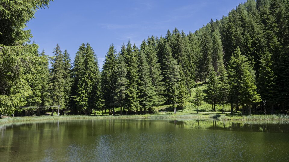 A serene pond surrounded by tall, green fir trees. The sky is clear and blue, and nature radiates peace.